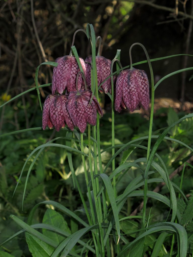 Fritillaria meleagris